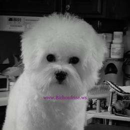 Pink female - White female Bichon Frise puppy in Apple River, Illinois from Barb's Bichons Bichonfrise.ws
