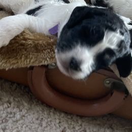 Aussiedoodle Puppies from Deason Doodles