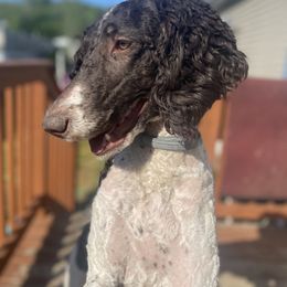Poodle All Grown Up from Mazie's Standard Poodles