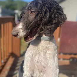 Poodle All Grown Up from Mazie's Standard Poodles