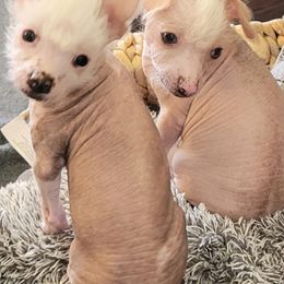 Chinese Cresteds from Pinky's Pups; Chinese Crested's Love + U