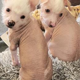 Chinese Cresteds from Pinky's Pups; Chinese Crested's Love + U