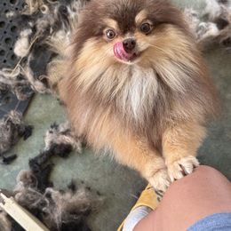 Pomeranian puppies from SD Bullies