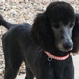 Miniature Schnauzers and Schnoodles from Mrs Bs Teeny Schnauzers & Doodles