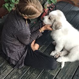 Great Pyrenees Puppies from Empyre Great Pyrenees