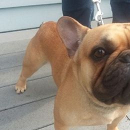 French Bulldogs from ABSEE Puppies