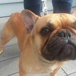 French Bulldogs from ABSEE Puppies