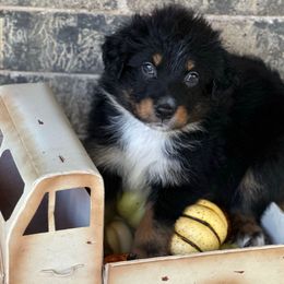 Ares - Black tri-color male Australian Shepherd puppy in Harrah, Oklahoma from Kamm's Aussies
