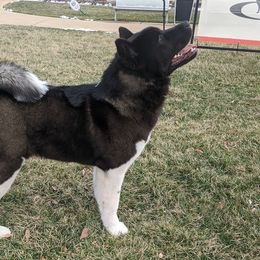 Titania - Akita