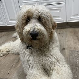 Sheepadoodles from Sheepadoodles in Bakersfield