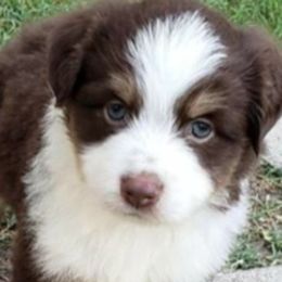 Australian Shepherds, Miniature Australian Shepherds, and Toy Australian Shepherds from Beulah Aussie Farms Texas
