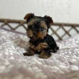Very Small Female Yorkie - Black and tan female Yorkshire Terrier puppy in Benson, Arizona from Happy Tails Yorkies