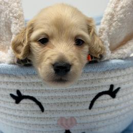 Merritt (worthy-deserving) - Cream male Dachshund puppy in Murfreesboro, Tennessee from Kimbrie's Dream Cream Doxies