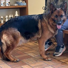 Taj - German Shepherd