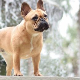 French Bulldogs from Amscot French Bulldogs
