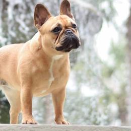 French Bulldogs from Amscot French Bulldogs