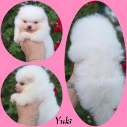 Yuki - White female Pomeranian puppy in Oologah, Oklahoma from GG's Pomeranians