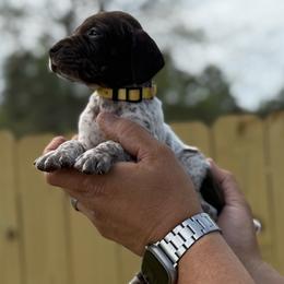 Ruth - Liver roan female German Shorthaired Pointer puppy in Six Mile, South Carolina from The Proper Pointer Co.