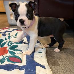 Bella - Black and white female Boston Terrier puppy in Conyers, Georgia from Dixe Hill Dogs