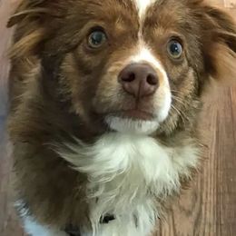 Toy Australian Shepherds from Ayres Aussies