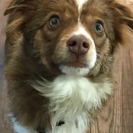 Toy Australian Shepherds from Ayres Aussies