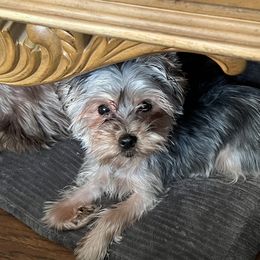 Macey - Yorkshire Terrier