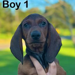 Red Boy 1 - Red male Dachshund puppy in Hickory, Kentucky from NanoDachs
