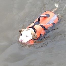American Bulldog Puppies from Ferocia Kennels