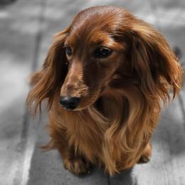 Mercedes - Dachshund