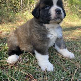 Saint Bernard Puppies from Magnolia Saint Bernards