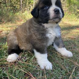Saint Bernard Puppies from Magnolia Saint Bernards