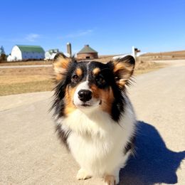 Dottie - Pembroke Welsh Corgi