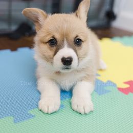Pink Collar - Red Pembroke Welsh Corgi puppy in Bakersfield, California from The Corgi Flavored Dogs