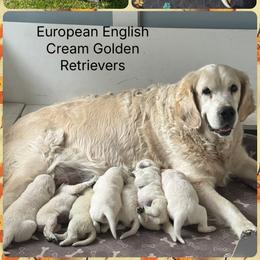 Golden Retriever Puppies from Purebred Golden Paws