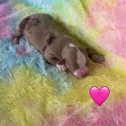 Red Merle - Red merle female Toy Australian Shepherd puppy in Stephenville, Texas from Rockin J Lil Aussies