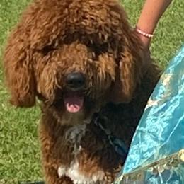 Labradoodle All Grown Up from BabySweet Labradoodles
