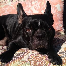 French Bulldogs from Forever Scarlet frenchies