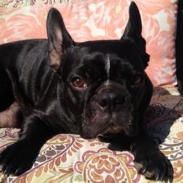 French Bulldogs from Forever Scarlet frenchies