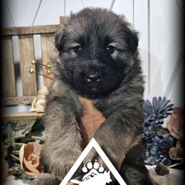 Hawk - Sable male German Shepherd puppy in Sequim, Washington from German Shepherd Haus