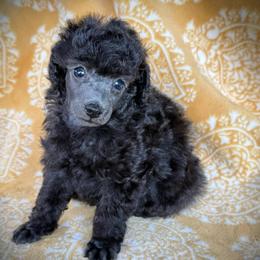 Taro - Silver male Poodle puppy in Marsing, Idaho from Araceli Toy Poodles