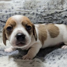 4 shades cream piebald - Piebald male Dachshund puppy in Central Point, Oregon from MRS Long Dog Ranch
