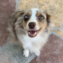 Miniature Australian Shepherds and Toy Australian Shepherds from Hotmess of Aussies