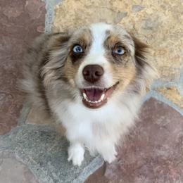 Miniature Australian Shepherds and Toy Australian Shepherds from Hotmess of Aussies