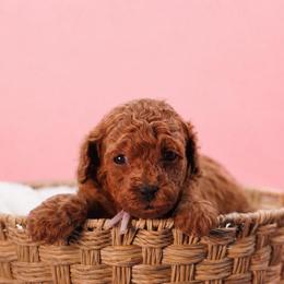 Velvet (Lavender Collar) - Red  female Poodle puppy in Las Vegas, Nevada from Plush Toy Poodle Puppies & Pals