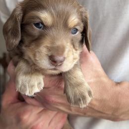 Dachshund Puppies from Lone Star Dachshunds