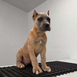 Female 4 - Gray and fawn female Cane Corso puppy in Cashion, Oklahoma from APEXOK Cane Corsos LLC