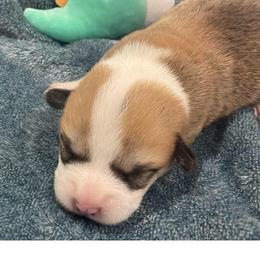 Shiloh - Red male Pembroke Welsh Corgi puppy in Adairsville, Georgia from R&R Corgis