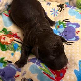 Pumba - Brown male Lagotto Romagnolo puppy in Chicago, Illinois from Midwest Lagotto Romagnolo