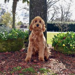 Australian Labradoodle All Grown Up from Selah Doodles