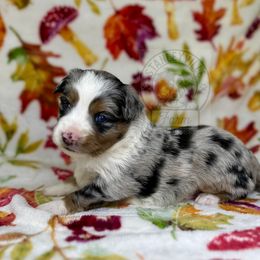 Reba bmm #2 - Miniature Australian Shepherd puppy in Buchanan, Georgia from Stanleyville Farm Mini Aussies